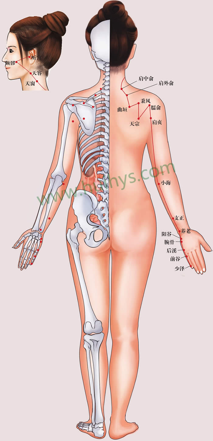 小肠经.jpg